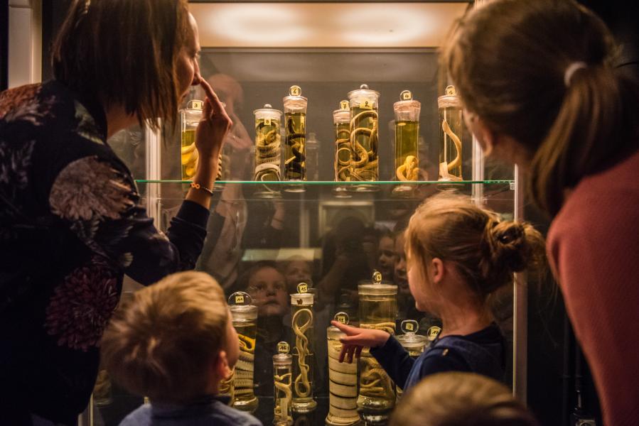 Museumbezoekers kijken naar de collectie slangen op sterk water van Kina