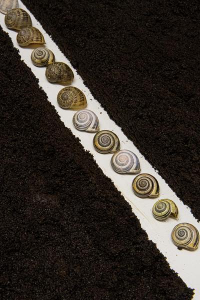 Foto van slakkenhuisjes op een rij