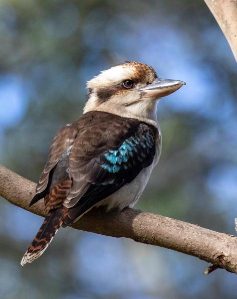 laughing kookaburra